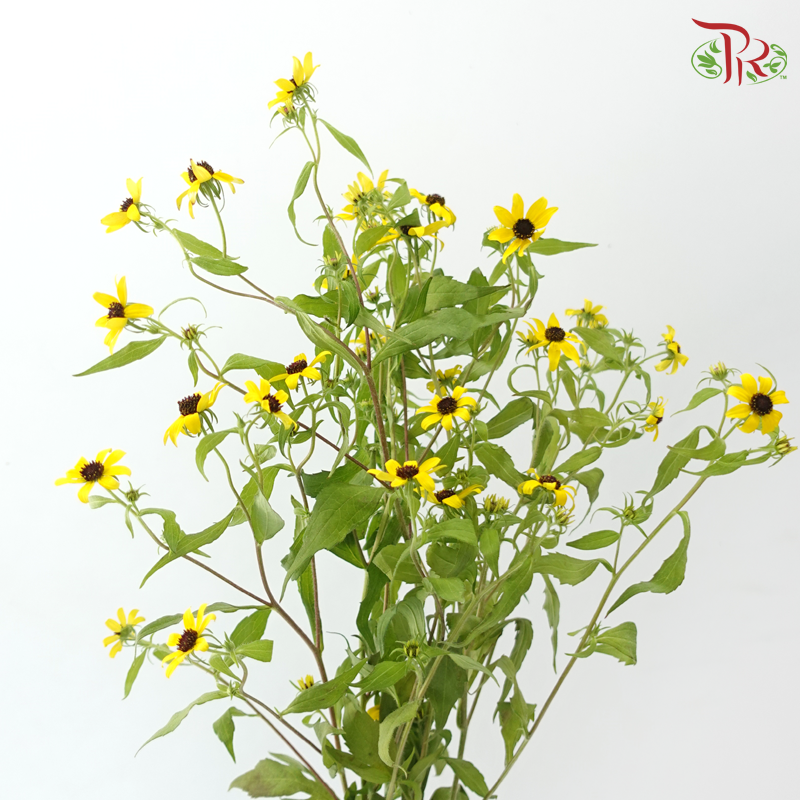 Rudbeckia