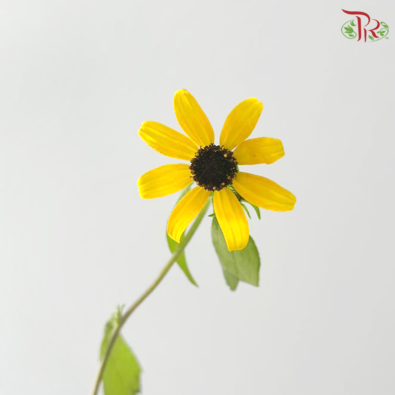 Rudbeckia
