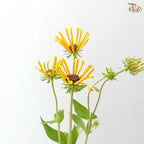 Rudbeckia Hirta Henry