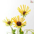 Rudbeckia Hirta Henry