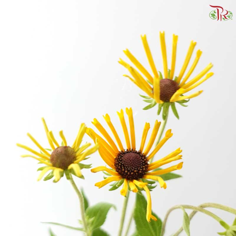 Rudbeckia Hirta Henry