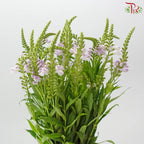Sage《鼠尾草》