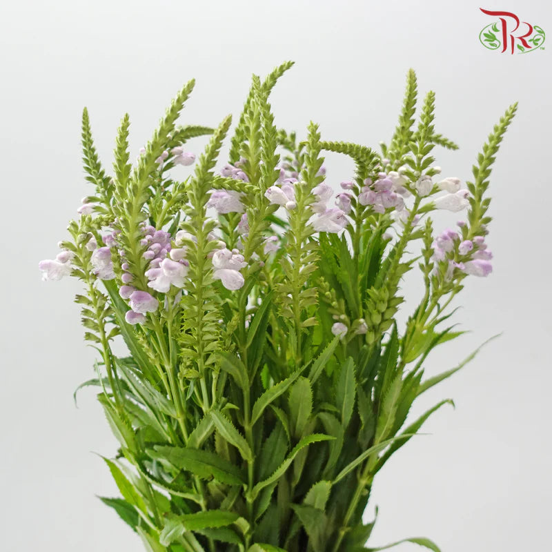 Sage《鼠尾草》
