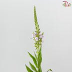 Sage《鼠尾草》