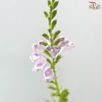 Sage《鼠尾草》