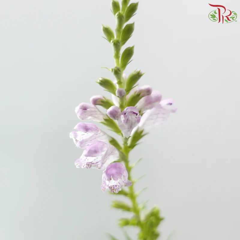 Sage《鼠尾草》