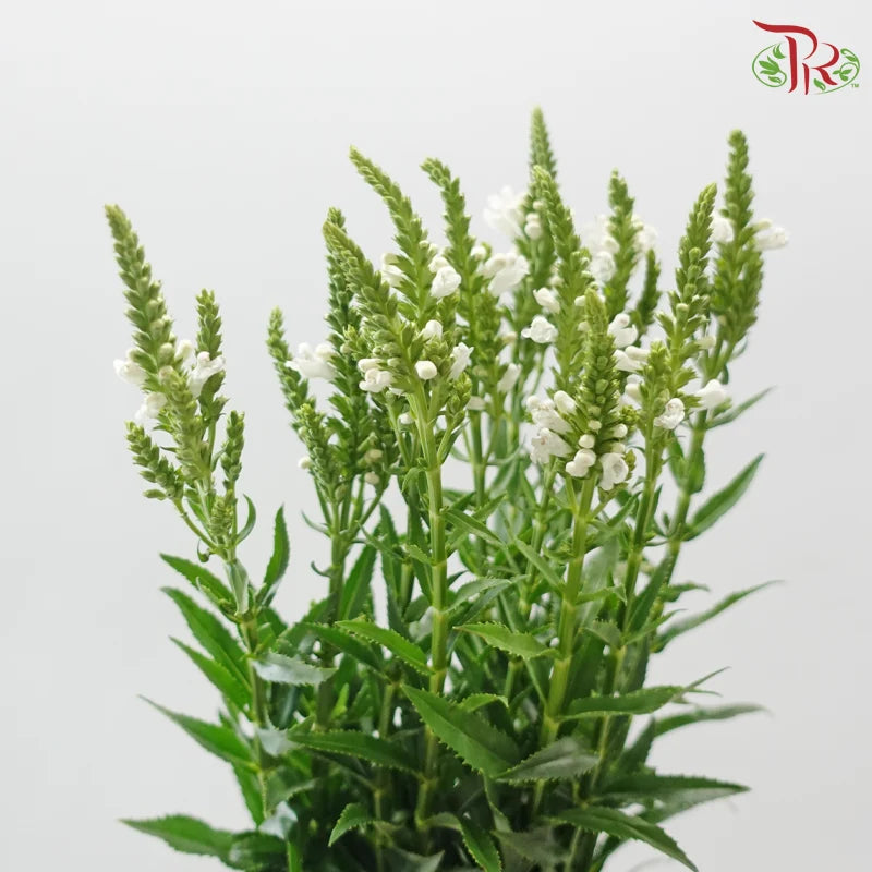 Sage《鼠尾草》