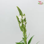 Sage《鼠尾草》