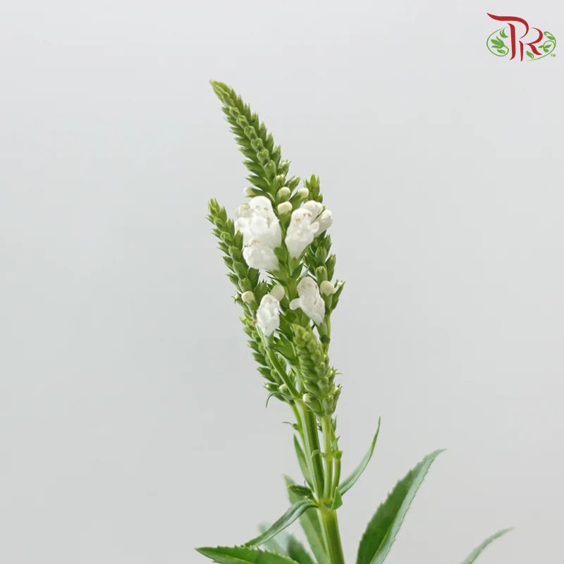 Sage《鼠尾草》