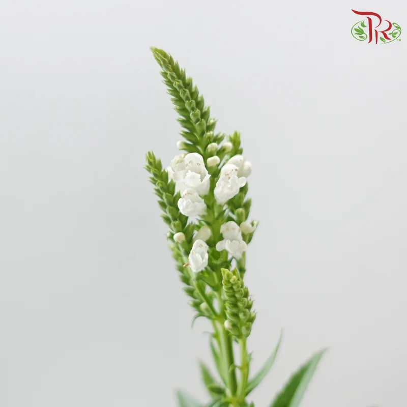 Sage《鼠尾草》