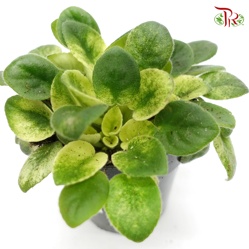 Saintpaulia Golden  《紫蘿蘭》 - Pudu Ria Florist