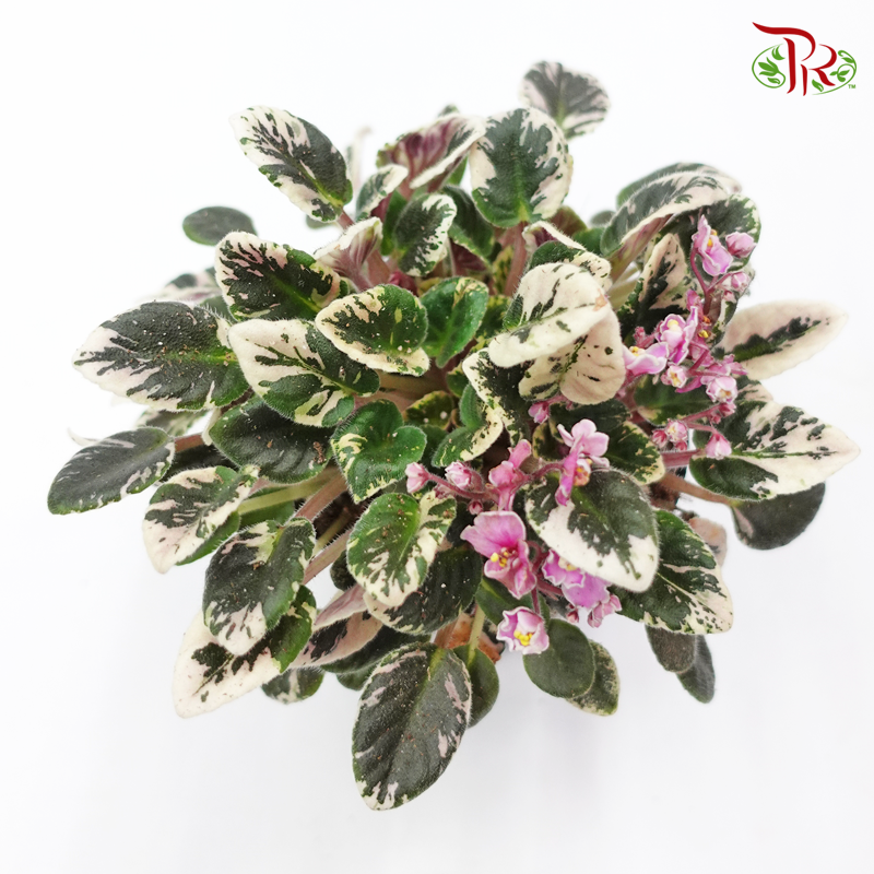 Saintpaulia Joy’s Pink Halo  《紫蘿蘭》 - Pudu Ria Florist