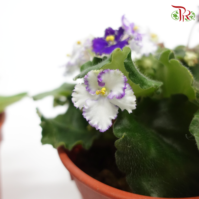 Saintpaulia – Randomly selected 《紫蘿蘭》- WITHOUT BLOOMS - Pudu Ria Florist