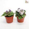 Saintpaulia – Randomly selected 《紫蘿蘭》- WITHOUT BLOOMS - Pudu Ria Florist