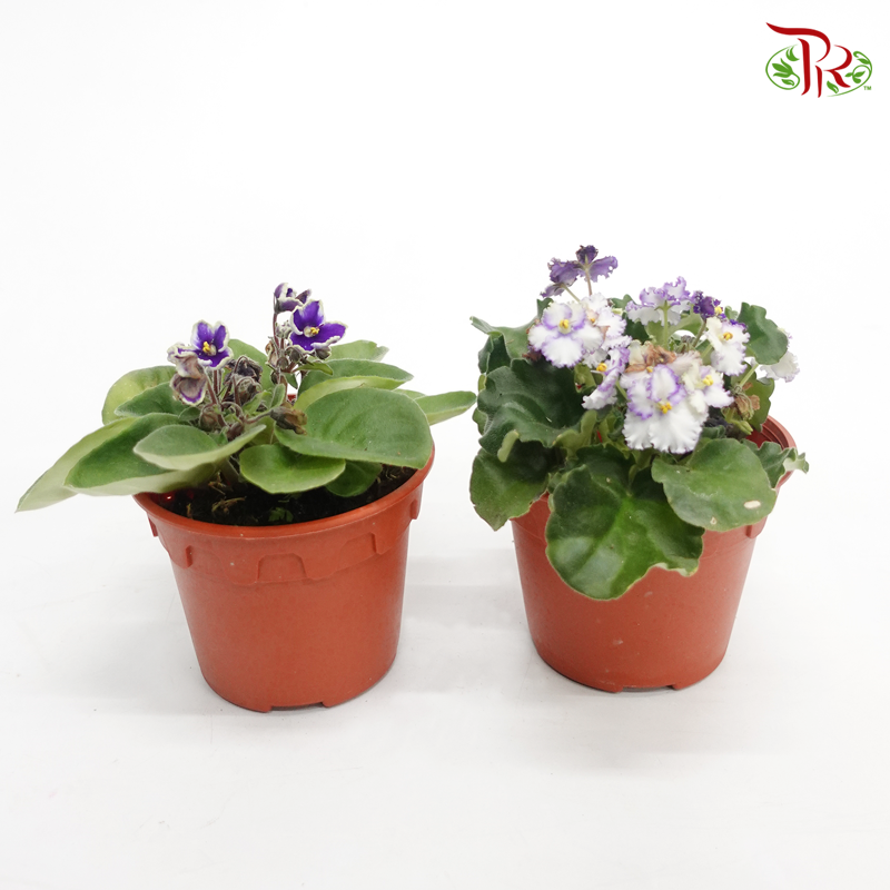 Saintpaulia – Randomly selected 《紫蘿蘭》- WITHOUT BLOOMS - Pudu Ria Florist