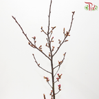 Sakura Blossom《桃花》