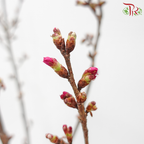 Sakura Blossom《桃花》