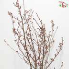 Sakura Blossom《桃花》