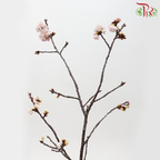 Sakura Blossom《桃花》