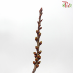 Sakura Blossom (Per Bunch) - Pudu Ria Florist