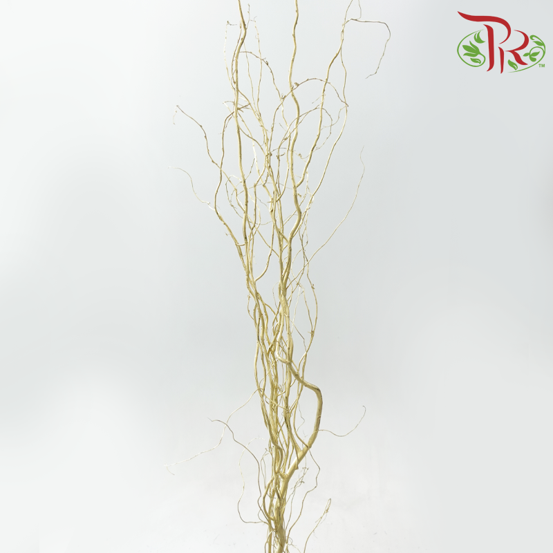Salix