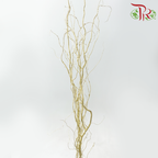 Salix