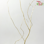 Salix