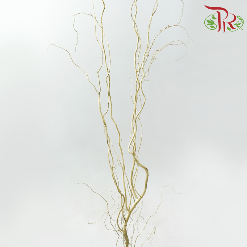 Salix