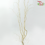 Salix