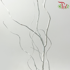 Salix