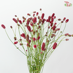 Sanguisorba