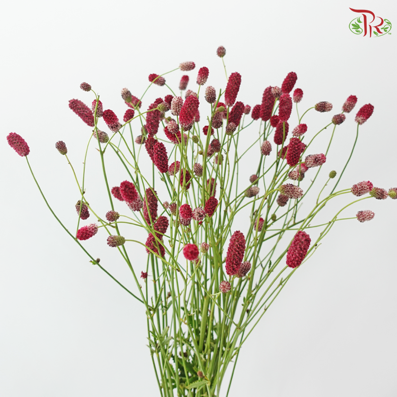 Sanguisorba