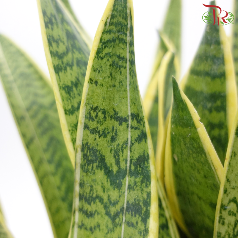 Sansevieria Laurentii《金边虎尾兰》
