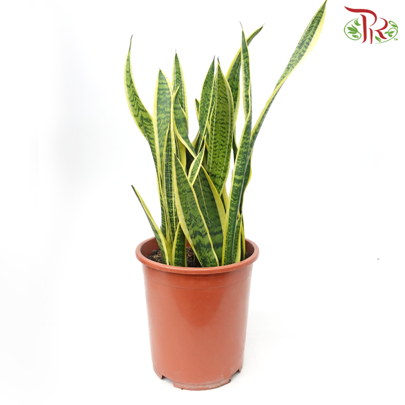Sansevieria Laurentii《金边虎尾兰》