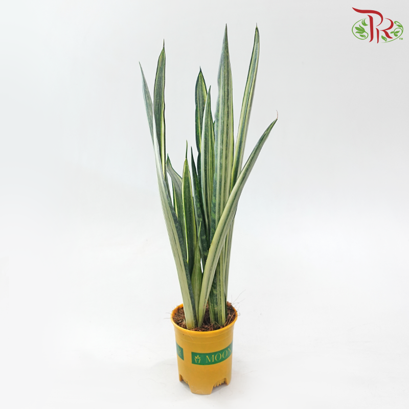 Sansevieria Bantel's Sensation《银玉剑虎尾兰》