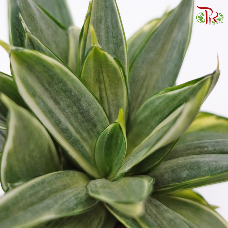 Sansevieria Golden Hanii Silver 《银色短叶虎尾兰》 - Pudu Ria Florist