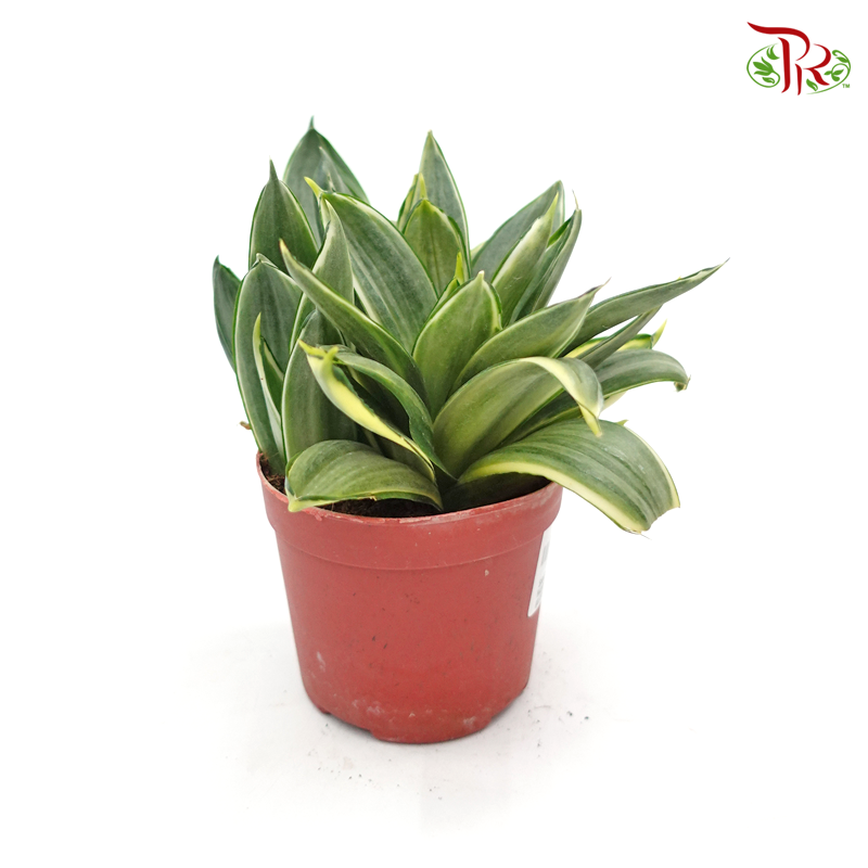 Sansevieria Golden Hanii Silver 《银色短叶虎尾兰》 - Pudu Ria Florist