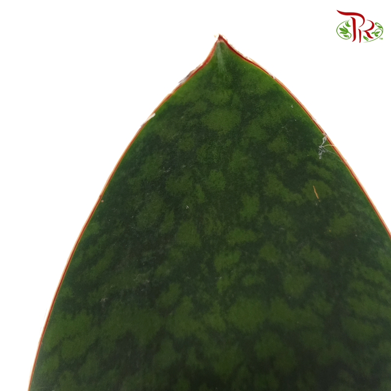 Sansevieria Whale Fin   《鲸鱼鳍虎尾兰》 - Pudu Ria Florist