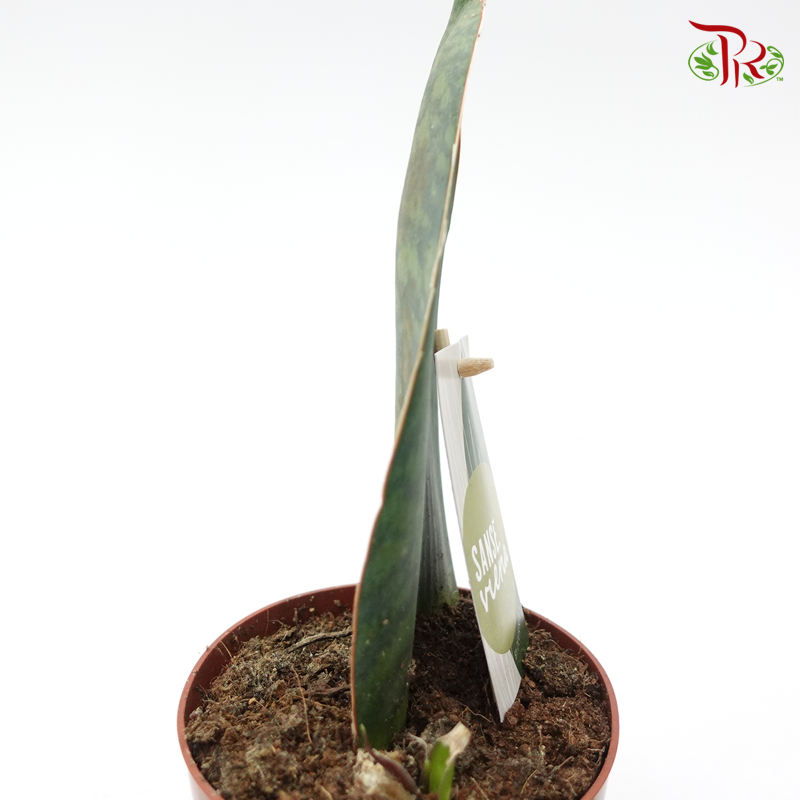 Sansevieria Whale Fin   《鲸鱼鳍虎尾兰》 - Pudu Ria Florist