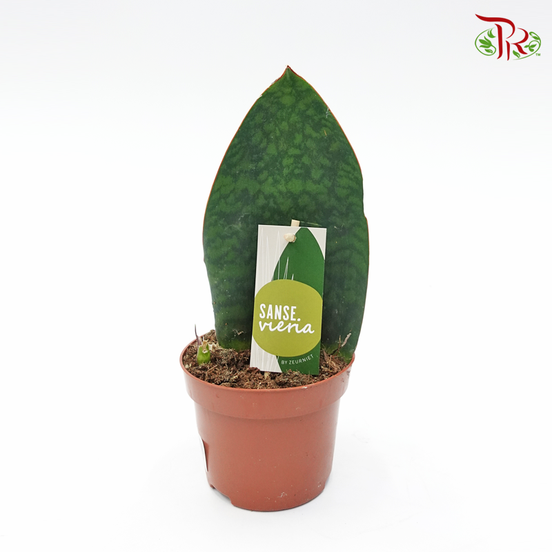 Sansevieria Whale Fin   《鲸鱼鳍虎尾兰》 - Pudu Ria Florist