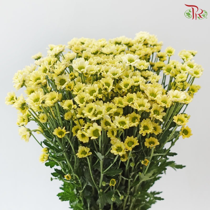 Santini Mini Chrysanthemum (Per Bunch)