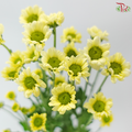 Santini Mini Chrysanthemum (Per Bunch)