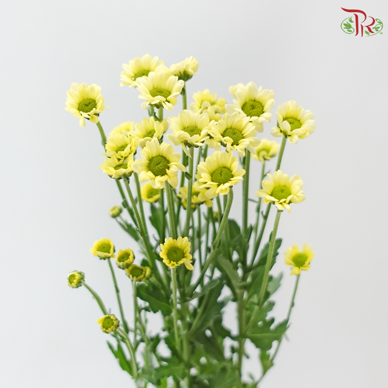 Santini Mini Chrysanthemum (Per Bunch)