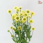 Santini Mini Chrysanthemum (Per Bunch)