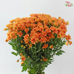 Santini Mini Chrysanthemum (Per Bunch)