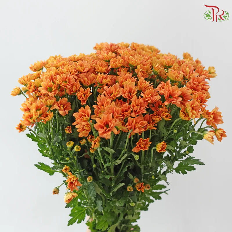 Santini Mini Chrysanthemum (Per Bunch)