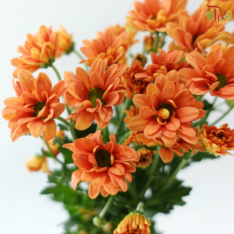 Santini Mini Chrysanthemum (Per Bunch)