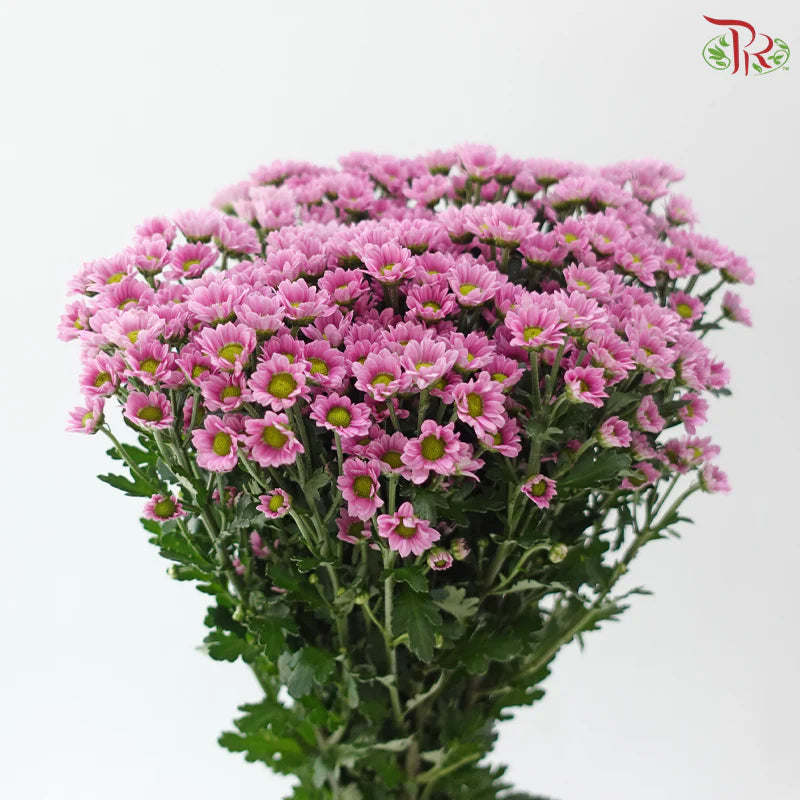 Santini Mini Chrysanthemum (Per Bunch)