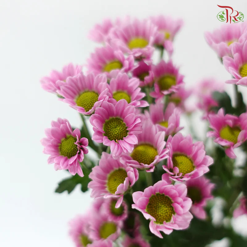 Santini Mini Chrysanthemum (Per Bunch)