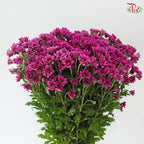 Santini Mini Chrysanthemum (Per Bunch)